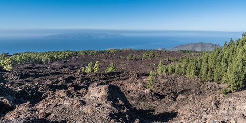 Rare coniferous forest on lava fields © andrey_iv