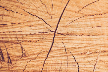 Background saw cut tree with many cracks.