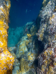 Naklejka na ściany i meble Snorkelling off Scotts Head Views around the caribbean island of Dominica West indies