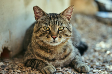 Portrait of a gray, striped European cat.