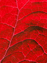 macro texture of red leaf with veins