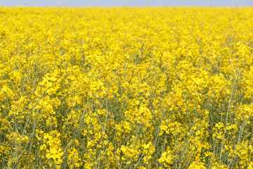 Field of canola with yellow flowers in Brittany during spring