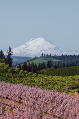 Mt Adams over rolling valley hills and pear blossoms