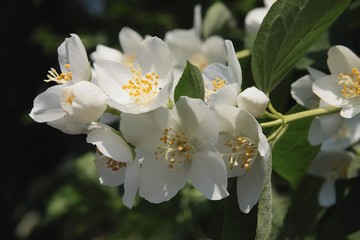 jasmine bush with white fragrant flowers