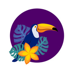 Funny and cute cartoon toucan with monstera leaves and plumeria. Composition with tropical bird and plants with purple circle on background. Flat vector illustration.