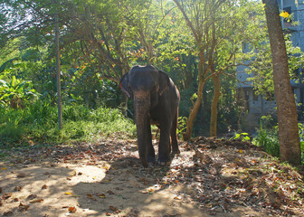 Naklejka premium Elephant in the forest on the tropical island of Sri Lanka in summer.