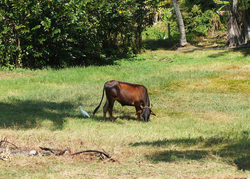 Cow on the tropical island of Sri Lanka in summer. © Payllik