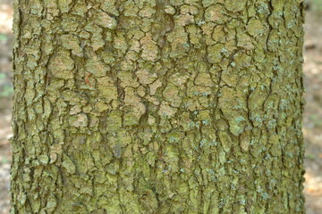  Texture of pine bark in the forest. Background.