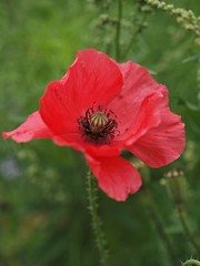 Closeup of a single blooming poppy flower