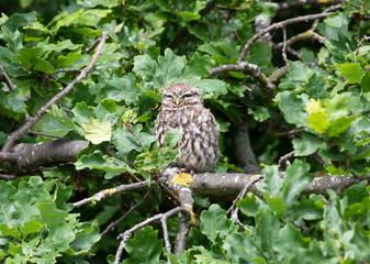 Little Own Hiding Amongst the Leaves