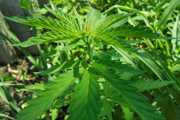 young growing green cannabis plant lit by the rays of the sun