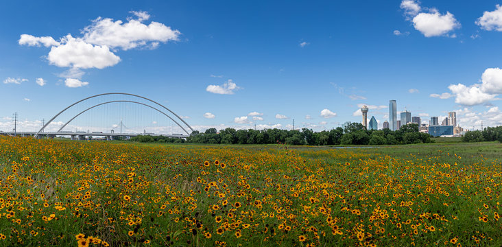 Dallas Skyline and Wild Flowers blue sky Dallas, Texas