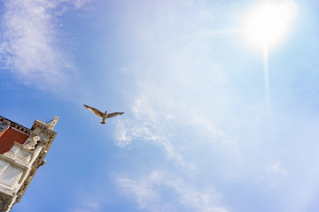 Venetian Seagull