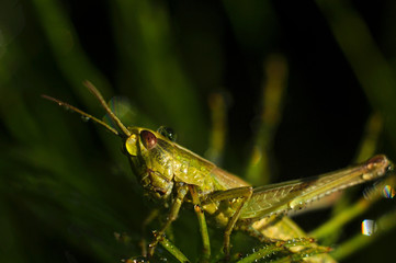 grasshopper on leaf
