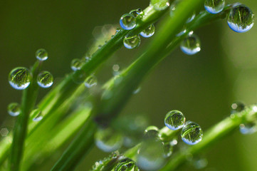 water drops on leaf