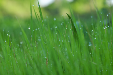 dew on grass