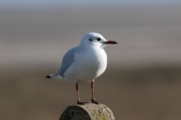 Seagull
