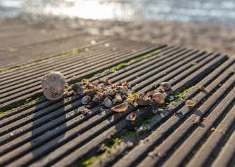 Shells by the Seaside