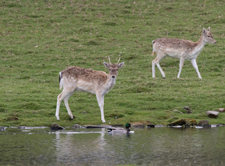 Fallow Deer By the Water