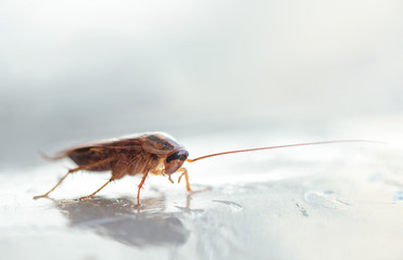 Macro photo of a large cockroach in the house