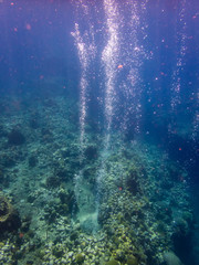 snorkelling Views around the caribbean island of Dominica West indies