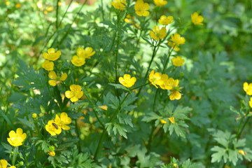 Golden cups buttercup flowers in the forest.