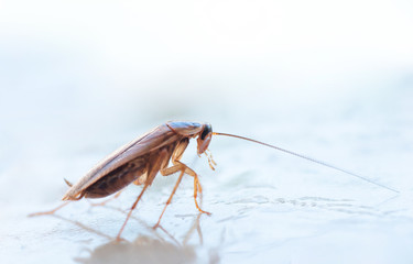 Macro photo of a large cockroach in the house