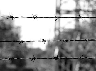 barbed wire in black and white and the background blurred - obrazy, fototapety, plakaty