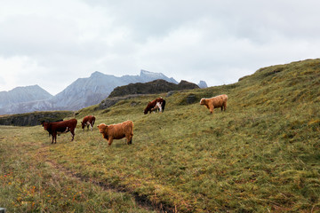 Fototapeta na wymiar Cattle gazing on pasture in front of the mountains on Lofoten Islands in Norway