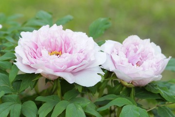 flowers peony concept. Bush with two large light pink peony flowers of Japanese variety. beautiful close-up view