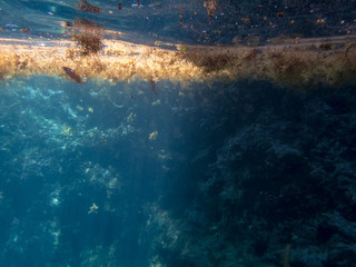 snorkelling Views around the caribbean island of Dominica West indies