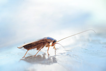 Macro photo of a large cockroach in the house