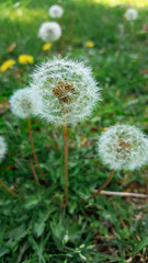 Dandelion after flowering