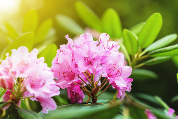 rhododendron Haaga. fabulous pink flower in the morning sunlight. blurred soft floral backdrop for text and design