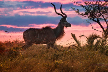 Kudu buck with big horns in the grassland at sunset