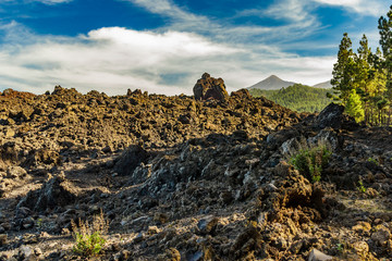 Mountain Teide, partly covered by the clouds. Bright blue sky above the pine forest and lava rocks. Teide National Park, Tenerife, Canary Islands, Spain.