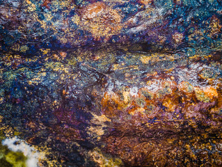 Colorful mildew on an avocado