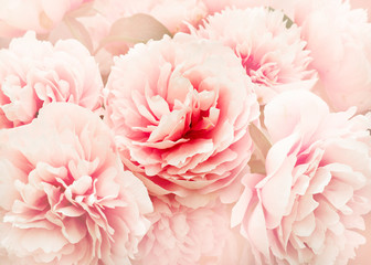 Flowers background with pink peony close up