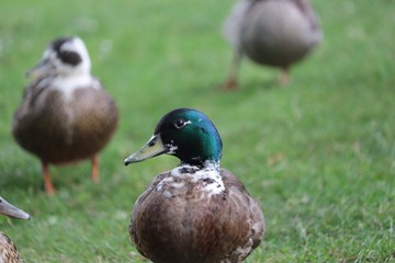 Portrait of a Duck
