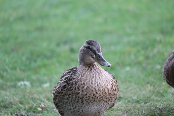 Fototapeta premium Portrait of a Duck