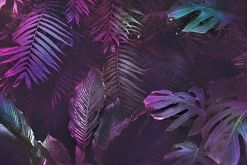 Bright neon tropical palm background leaves pink and dark jungle texture
