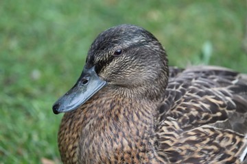 Portrait of a Duck