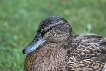 Portrait of a Duck