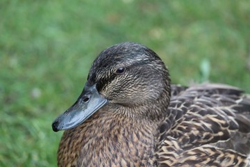 Portrait of a Duck