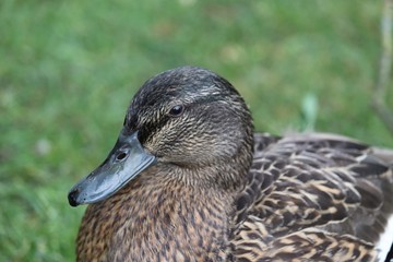 Portrait of a Duck