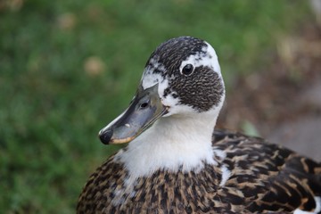 Portrait of a Duck