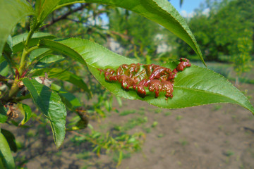 green leaf of peach struck by curl that grows in the garden fungal disease