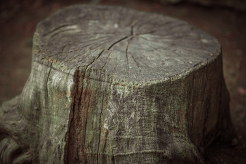 Old grey wooden stump in the garden.