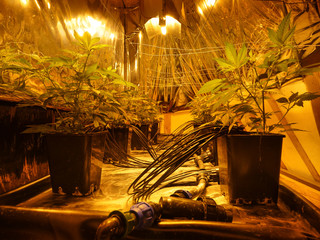 Cannabis indoor grow, master kush