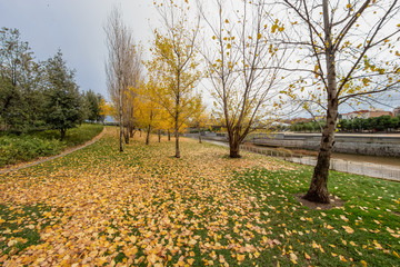Colourful autumn trees with yellow leafs in the Madrid R&iacute;o, the park of the Manzanares River in Madrid, Spain